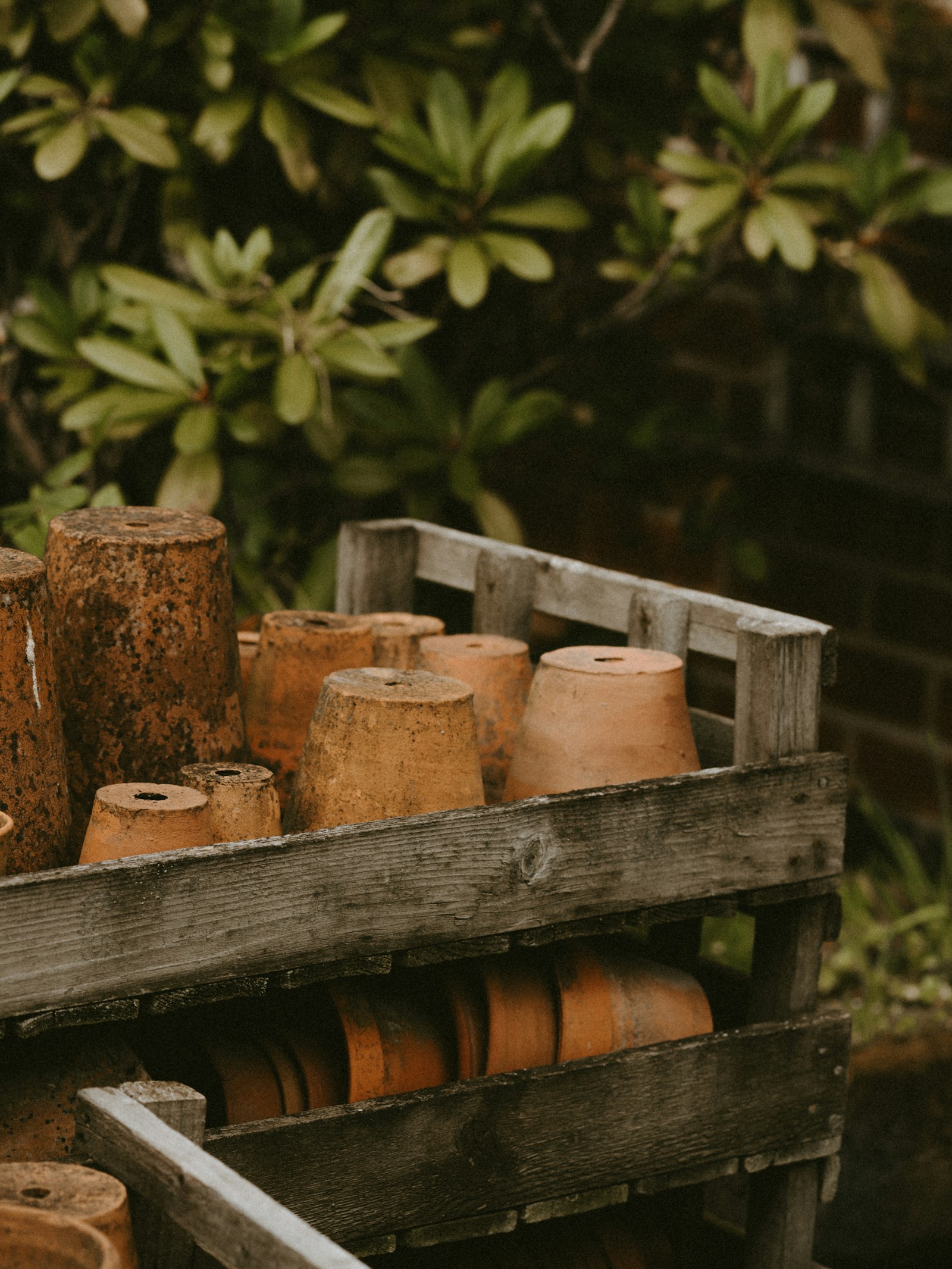 Terracotta Pots